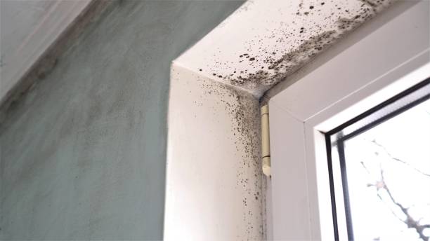 Best Black Mold Removal  in Clearwater, MN