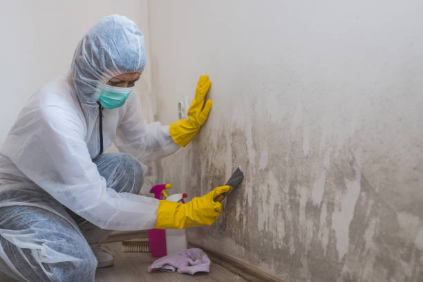 Best Mold Damage Repair  in Clearwater, MN