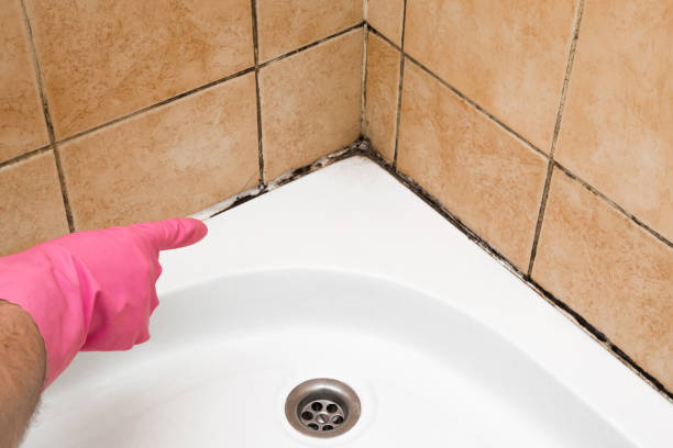 Best Mold Cleaning Services  in Clearwater, MN