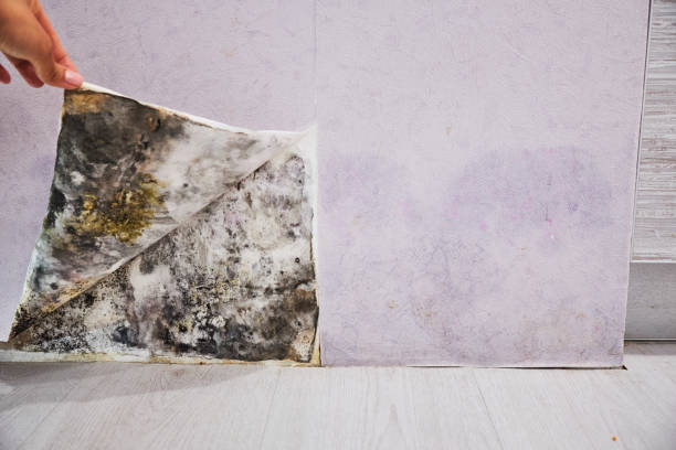 Best Commercial Mold Removal  in Clearwater, MN